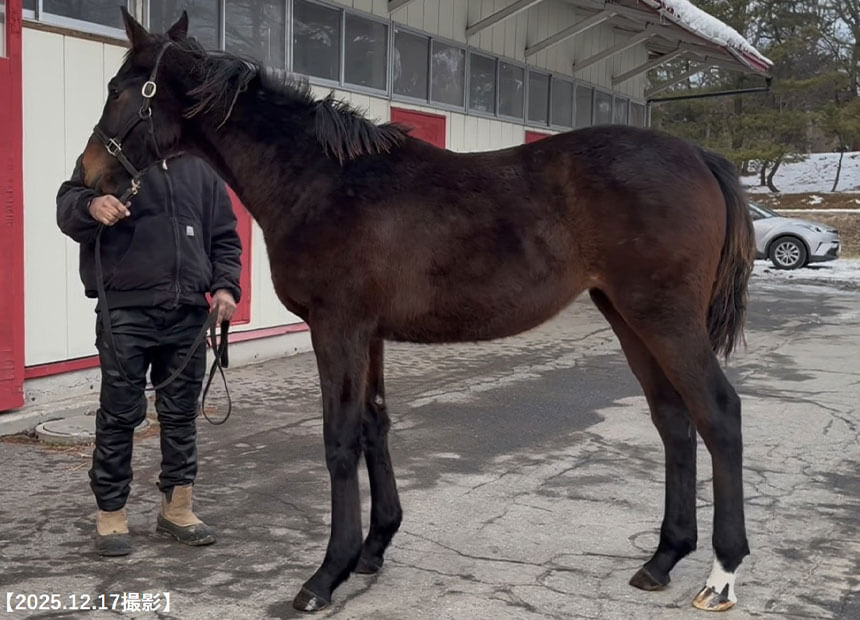 パッリス2025(父アダイヤー)